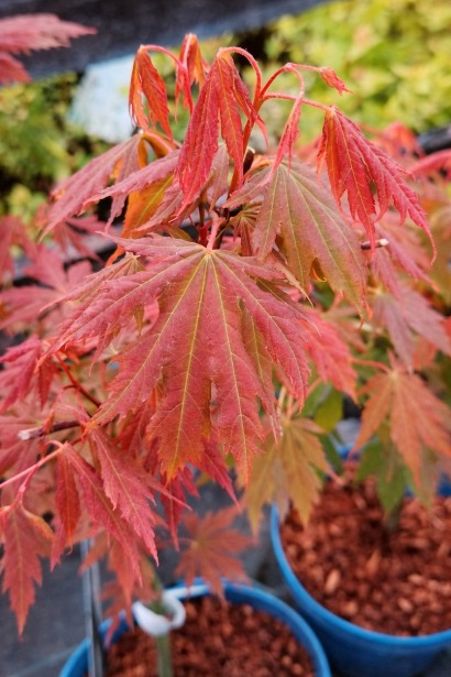 Клен ложнозибольдів Arctic Jade